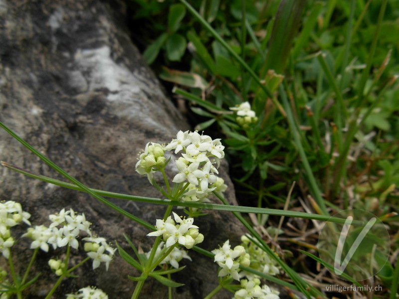 Alpen-Labkraut: Übersicht